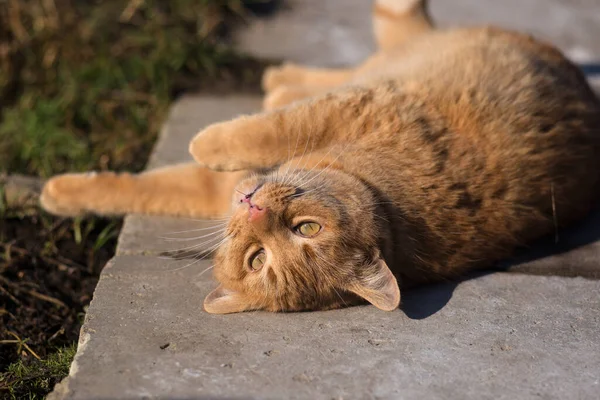 Kaygısız kırmızı kedi güneş banyosu yapar.