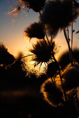 Batan güneşin ışığındaki devedikeni akşam fenerine dönüştürür..
