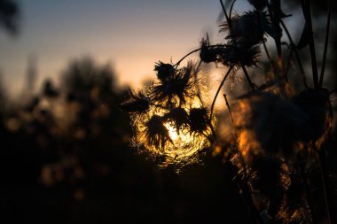 Batan güneşin ışığındaki devedikeni akşam fenerine dönüştürür..