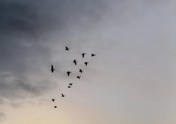Silhouettes of flying geese against the dark sky