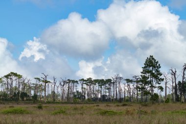 Orman güneşli gün ve mavi gökyüzü