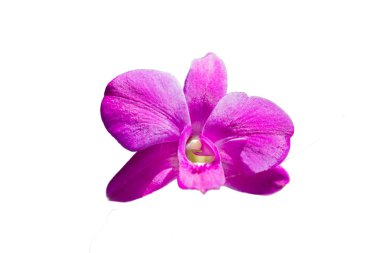 Beyaz arkaplanda izole edilmiş orkide çiçeği 