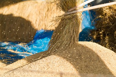 Tayland Harman çiftçi.