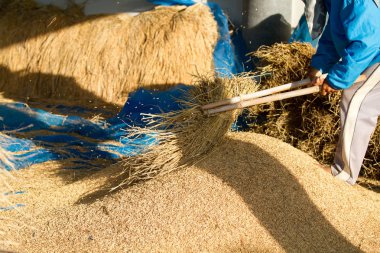 Tayland Harman çiftçi.