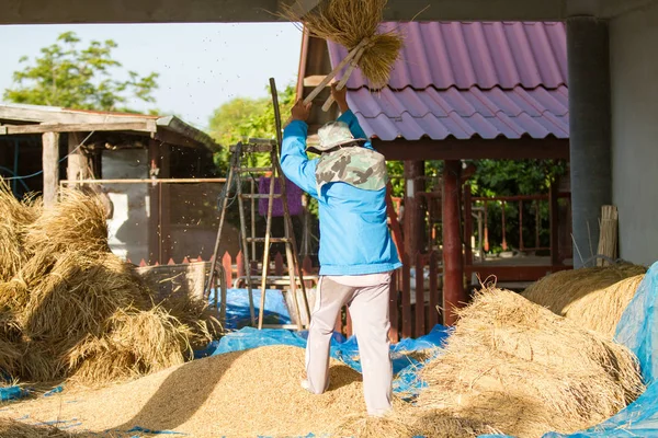 Farmář, mlácení na Thajsko. — Stock fotografie
