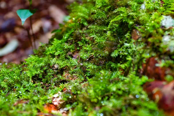 Sfocatura morbida e sfocata di felci e muschio nella foresta . — Foto Stock