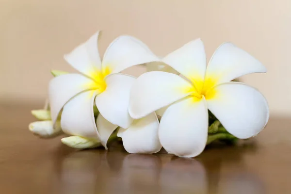 Plumeria fleurs fraîches ou Frangipani fleurs tropicales sur bois ta — Photo