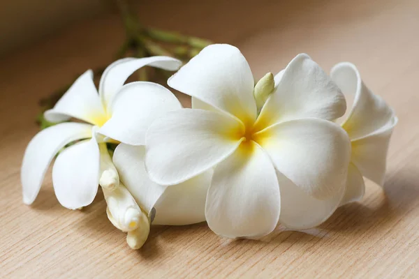 Plumeria flowers fresh or Frangipani tropical flowers on wood ta — Stock Photo, Image