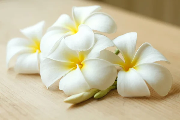 Plumeria blumen frische oder frangipani tropische blumen auf holz ta — Stockfoto