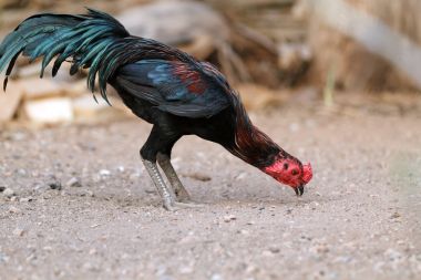 Gamecocks gagalamayı ve yemek yeme.