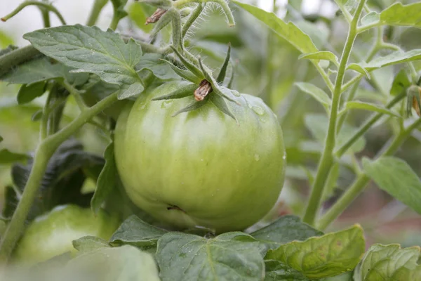 Planta de tomate orgânico e frutas em um fundo natural — Fotografia de Stock