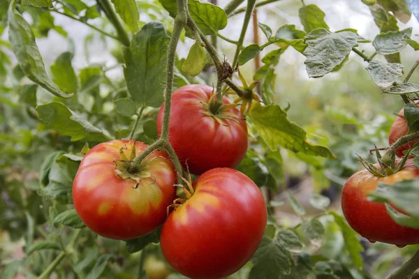 Planta de tomate orgânico e frutas em um fundo natural — Fotografia de Stock