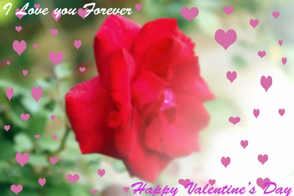Wazig Rood rose bloem achtergrond en Valentijnsdag backgro — Stockfoto