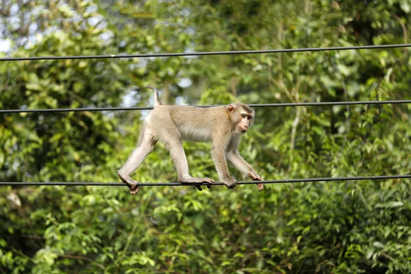 Monkeys living in the forest — Stock Photo, Image