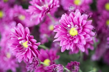 Bahçedeki güzel pembe gerbera çiçeği