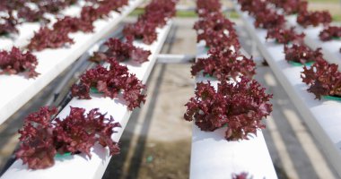 Sebze Organik ve Hydroponic sebze büyüyen lahana 