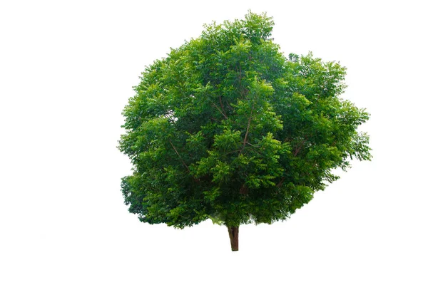 Árvore Verde Isolada Sobre Fundo Branco — Fotografia de Stock
