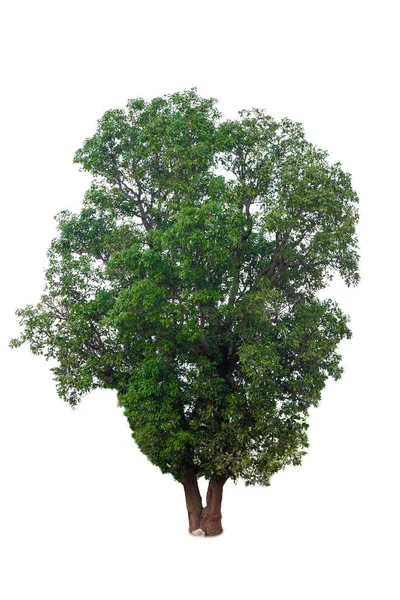 Groene boom geïsoleerd op een witte achtergrond — Stockfoto