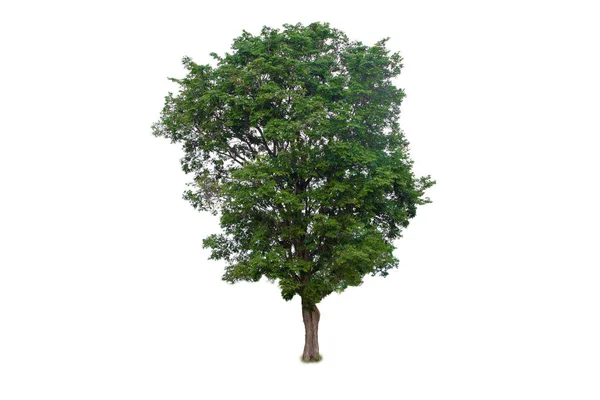 Green Tree isolated on a white background — Stock Photo, Image