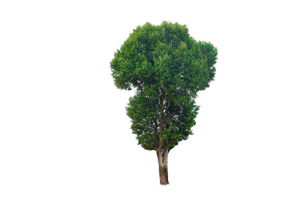 Groene boom geïsoleerd op een witte achtergrond — Stockfoto