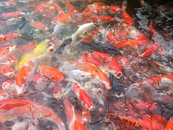 Koi Fische schwimmen im Aquarium, ausgefallene Karpfenfische — Stockfoto