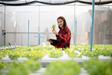 Asyalı kadın çiftçi, hidroponik kullanarak yetiştirilen organik sebzelerin kalitesini incelemek için tablet ve defter kullanıyor..