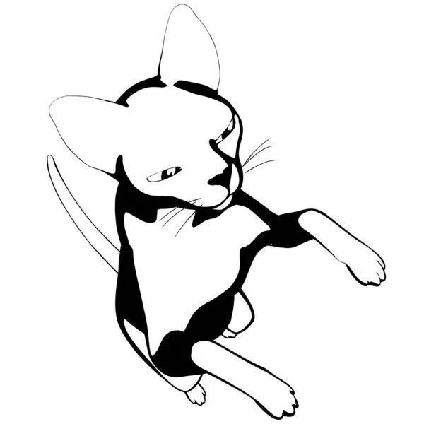 Katzenskizze Auf Weißem Hintergrund Sphynx Silhouettenvektor — Stockvektor