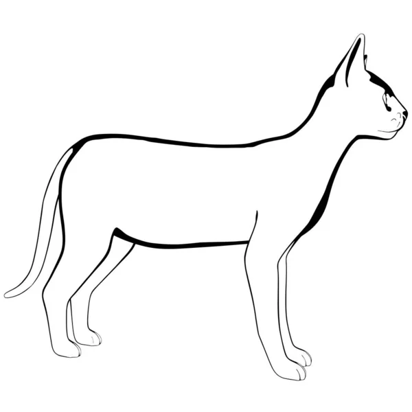 Schizzo Gatto Sfondo Bianco Sphynx Silhouette Vector — Vettoriale Stock