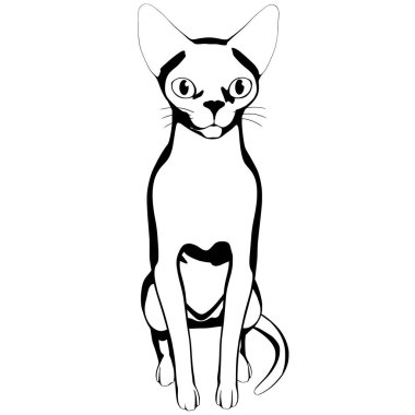 Beyaz arka planda kedi resmi. Sphynx siluet vektörü, evcil hayvan çizimi