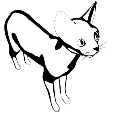 Beyaz arka planda kedi resmi. Sphynx siluet vektörü, evcil hayvan çizimi