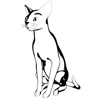 Beyaz arka planda kedi resmi. Sphynx siluet vektörü, evcil hayvan çizimi