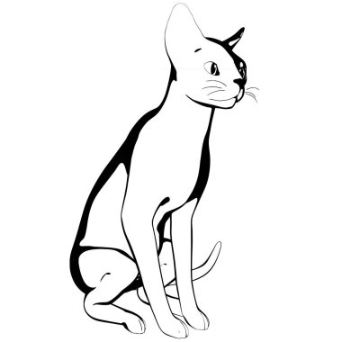 Beyaz arka planda kedi resmi. Sphynx siluet vektörü, evcil hayvan çizimi