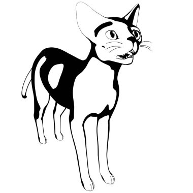 Beyaz arka planda kedi resmi. Sphynx siluet vektörü, evcil hayvan çizimi