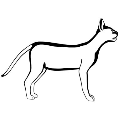 Beyaz arka planda kedi resmi. Sphynx siluet vektörü, evcil hayvan çizimi