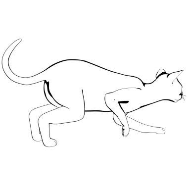 Beyaz arka planda kedi resmi. Sphynx siluet vektörü, evcil hayvan çizimi