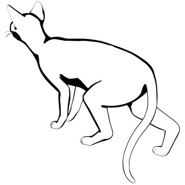 Beyaz arka planda kedi resmi. Sphynx siluet vektörü, evcil hayvan çizimi