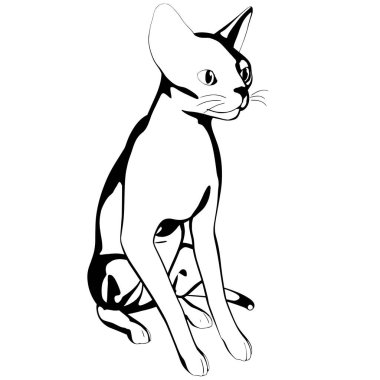 Beyaz arka planda kedi resmi. Sphynx siluet vektörü, evcil hayvan çizimi