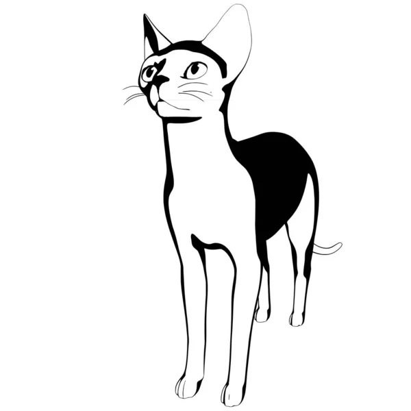 Katzenskizze Auf Weißem Hintergrund Sphynx Silhouette Vektor Haustier Illustration — Stockvektor