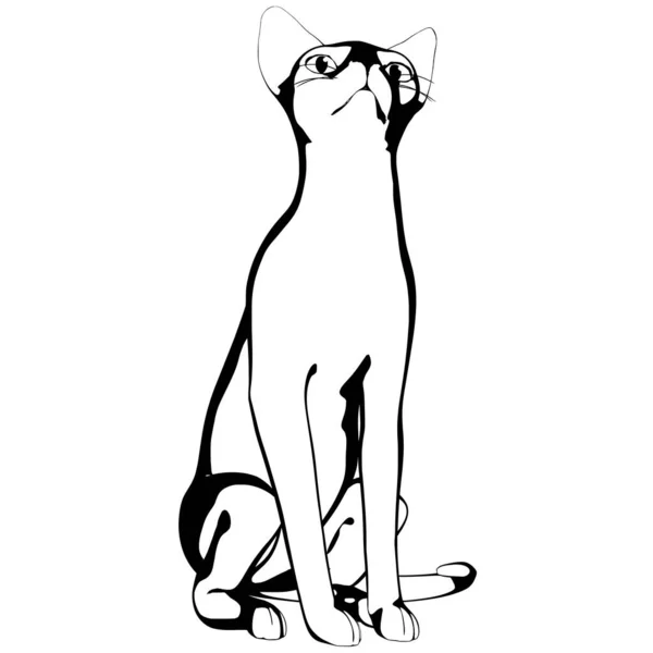 Katzenskizze Auf Weißem Hintergrund Sphynx Silhouette Vektor Haustier Illustration — Stockvektor
