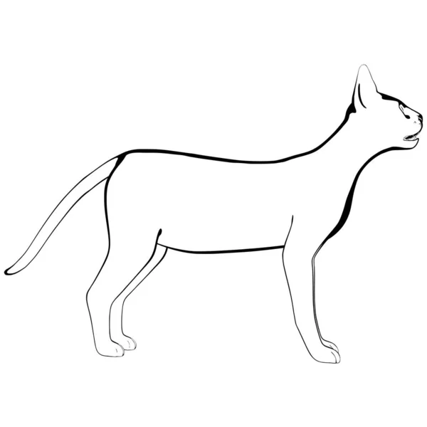 Beyaz Arka Planda Kedi Resmi Sphynx Siluet Vektörü Evcil Hayvan — Stok Vektör