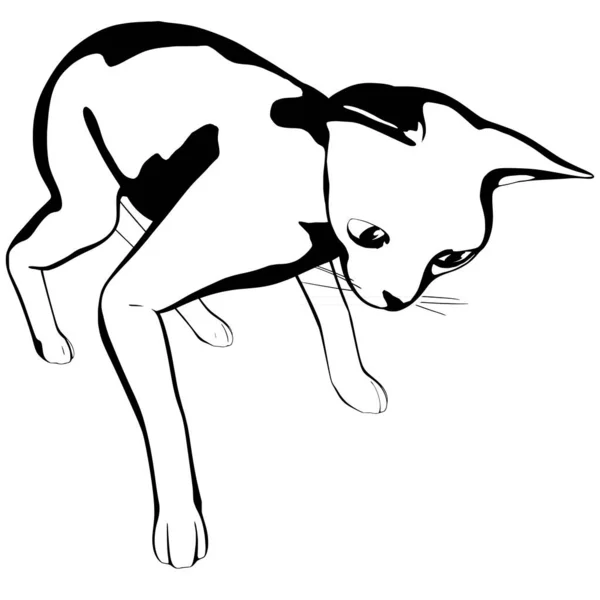 배경에 고양이 스케치 Sphynx Silhouette Vector Pet Illustration — 스톡 벡터