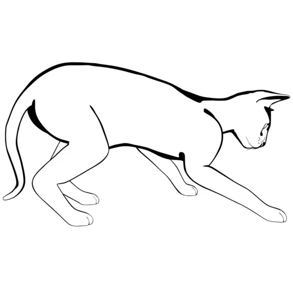 Szkic Kota Białym Tle Wektor Sylwetki Sphynx Ilustracja Zwierzaka — Wektor stockowy