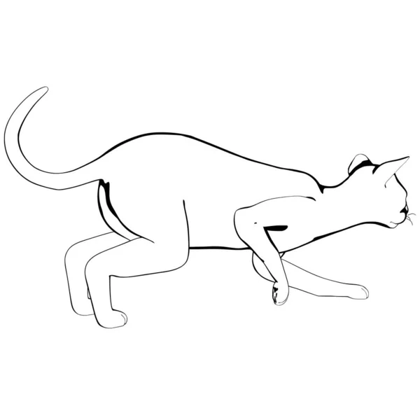 배경에 고양이 스케치 Sphynx Silhouette Vector Pet Illustration — 스톡 벡터