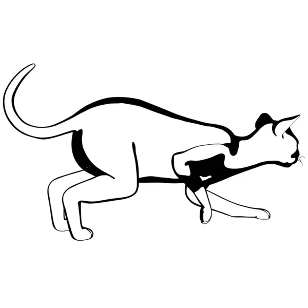 Σχεδιάγραμμα Γάτας Λευκό Φόντο Διάνυσμα Σιλουέτας Sphynx Απεικόνιση Κατοικίδιων Ζώων — Διανυσματικό Αρχείο
