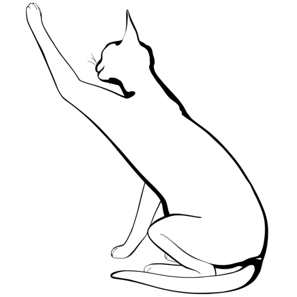 Cat Sketch White Background Sphynx Silhouette Vector Pet Illustration — Stock Vector