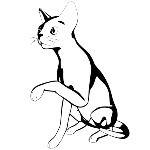 Katzenskizze Auf Weißem Hintergrund Sphynx Silhouette Vektor Haustier Illustration — Stockvektor
