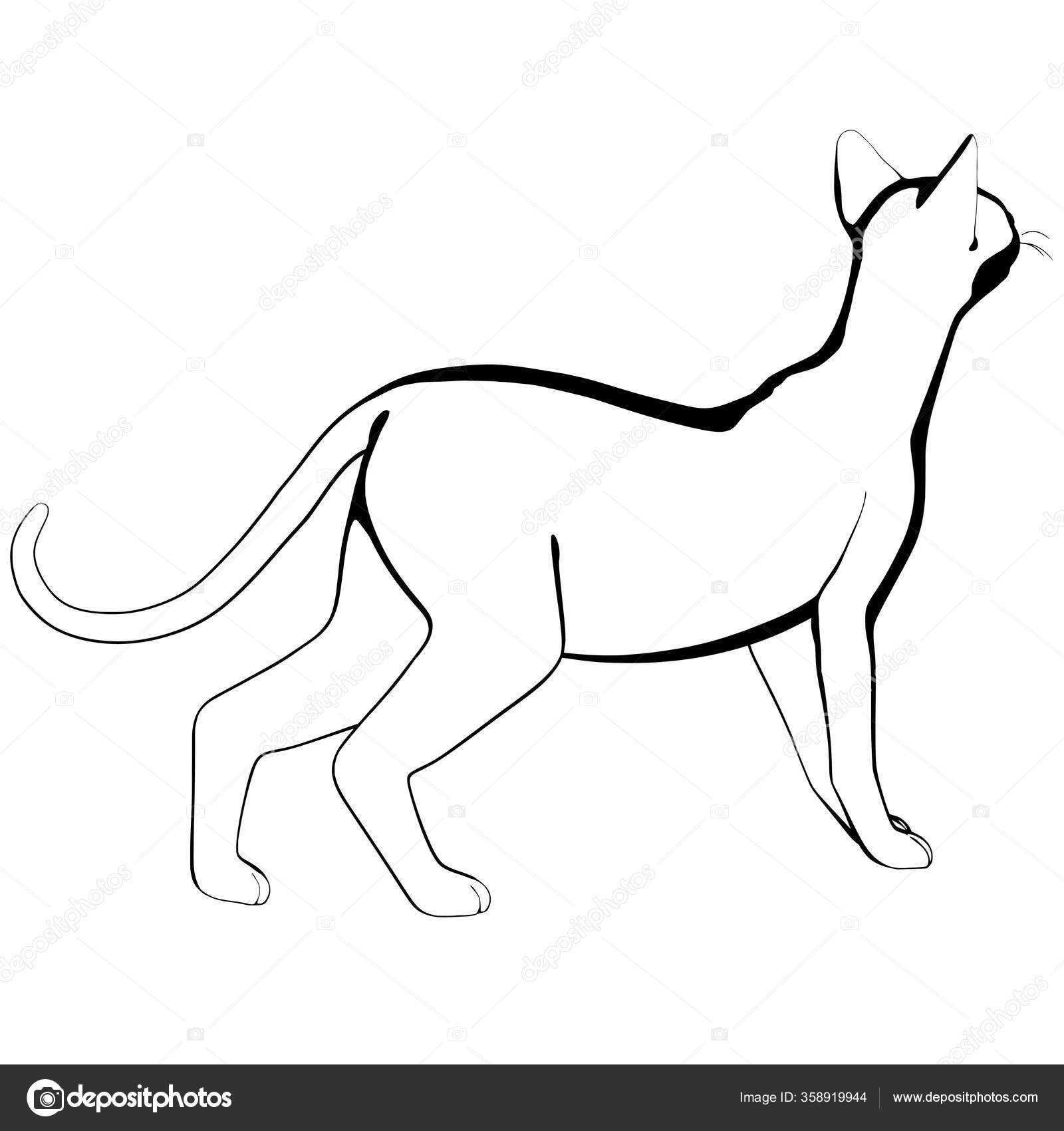 Beyaz Arka Planda Kedi Resmi Sphynx Siluet Vektörü Evcil Hayvan