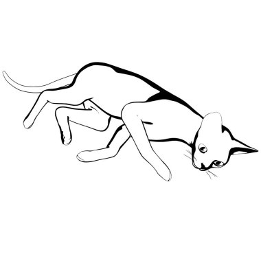 Beyaz arka planda kedi resmi. Sphynx siluet vektörü, evcil hayvan çizimi