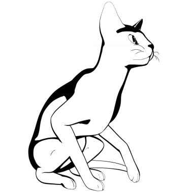 Beyaz arka planda kedi resmi. Sphynx siluet vektörü, evcil hayvan çizimi