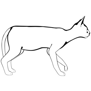 Beyaz arka planda kedi resmi. Sphynx siluet vektörü, evcil hayvan çizimi